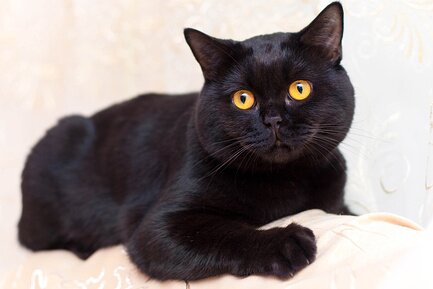 Британская кошка черного окраса