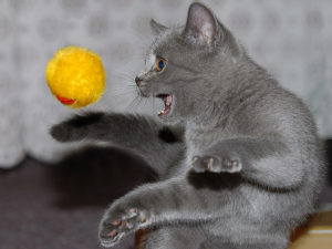 Игра кошки с мячом