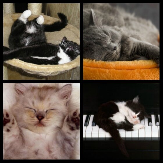 Сон кошки
