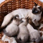 Уход за беременной и кормящей кошкой