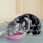 Смешанное питание для кошек