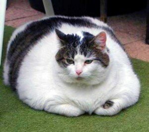 Самые толстые кошки