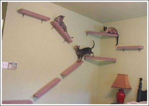 Полочки для кошек в квартире