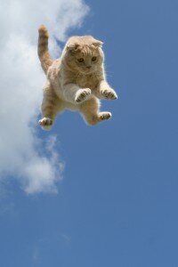 Почему кошки приземляются на лапы?