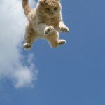 Почему кошки приземляются на лапы?