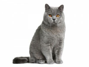Характер британской кошки