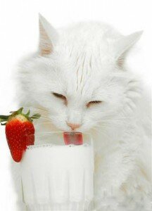 Молоко для кошки