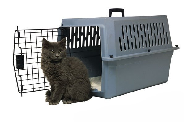 Перевозка кошек в контейнере