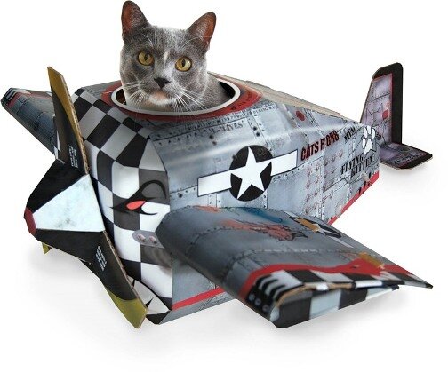 Перевозка кошек в самолете