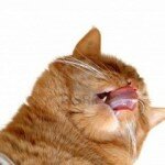 Почему кошки высовывают язык