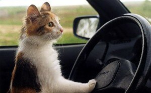 перевозка кошек на автомобиле