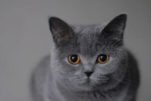 Британская кошка. История породы