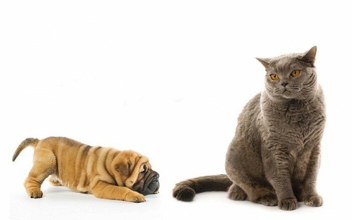 Кошка и пес