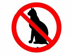 Кошки и запреты