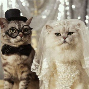 Свадебные кошки
