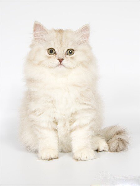 Свадебный белый котенок