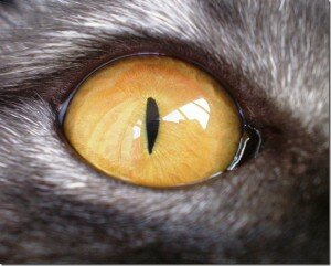 Зрение британских кошек