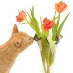 Если кошка ест цветы