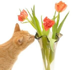 Если кошка ест цветы