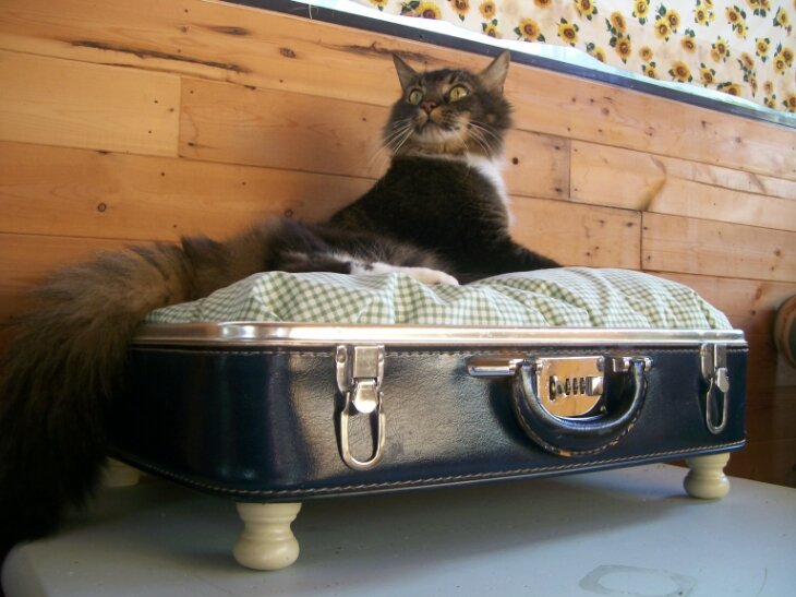 Лежанка для кота из чемодана