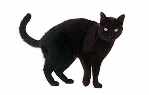 День Черного Кота