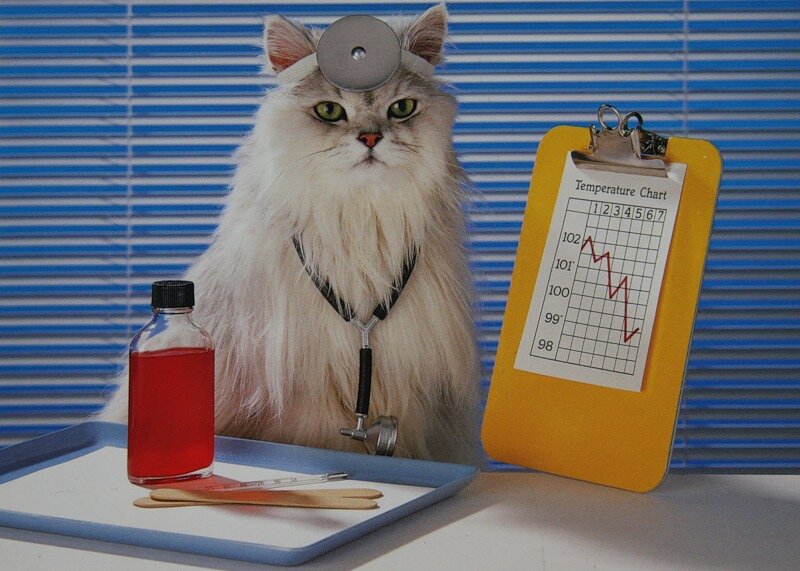 Кошка лекарь