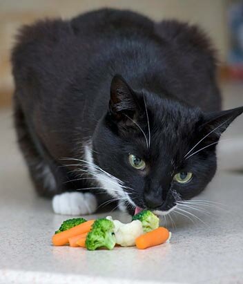 Кот-вегетарианец ест овощи