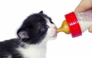 Молочная смесь для котят