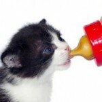 Молочная смесь для котят
