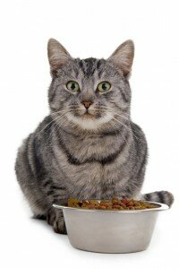 Правила питания кошек