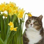Ядовитые растения для кошки