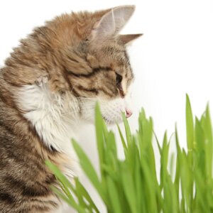 Трава для кошки