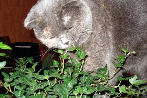 Ядовитые для кошки растения