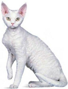 Порода кошек Девон Рекс