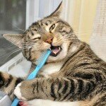 Как чистить зубы кошке
