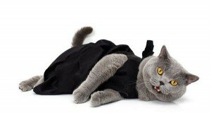 Clothes for cats01