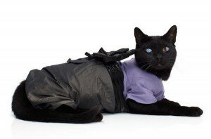 Clothes for cats04