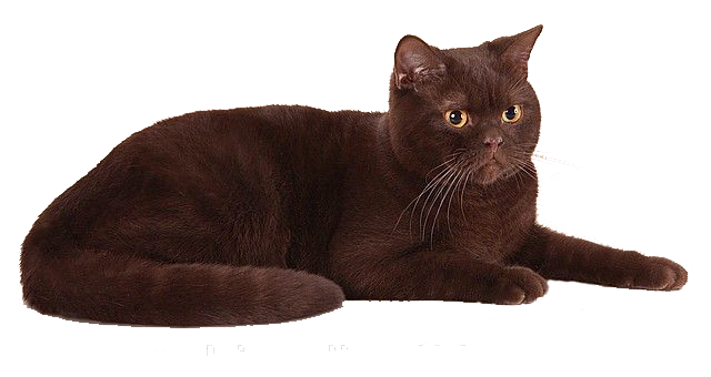 Британская шоколадная | Британские кошки