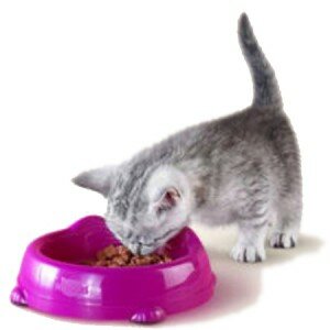 Чем кормить маленького котенка