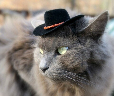 hats-for-cats-11