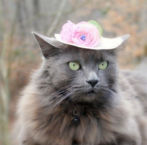 hats-for-cats-12