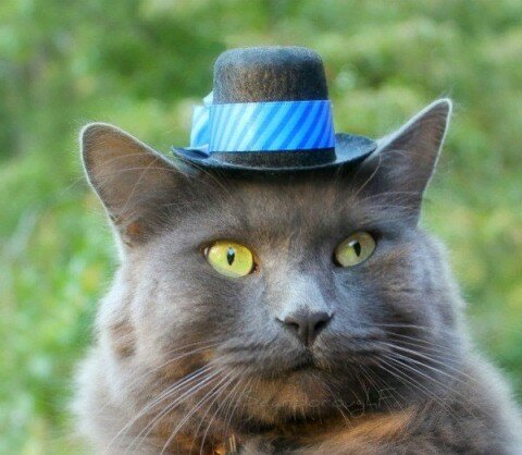 hats-for-cats-3