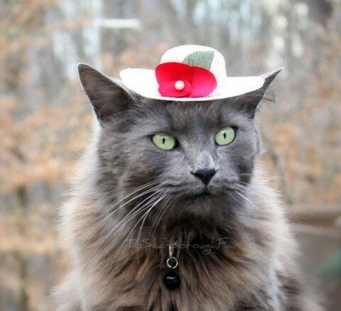 hats-for-cats-4
