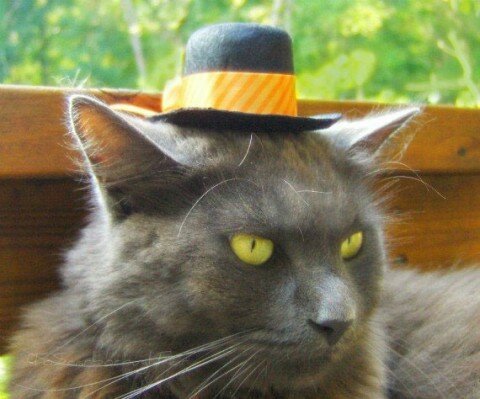 hats-for-cats-5