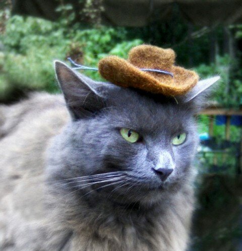 hats-for-cats-6