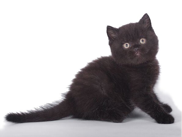 Британский котенок черного окраса