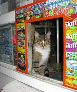 Кошка продавец