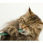 Как почистить кошке зубы