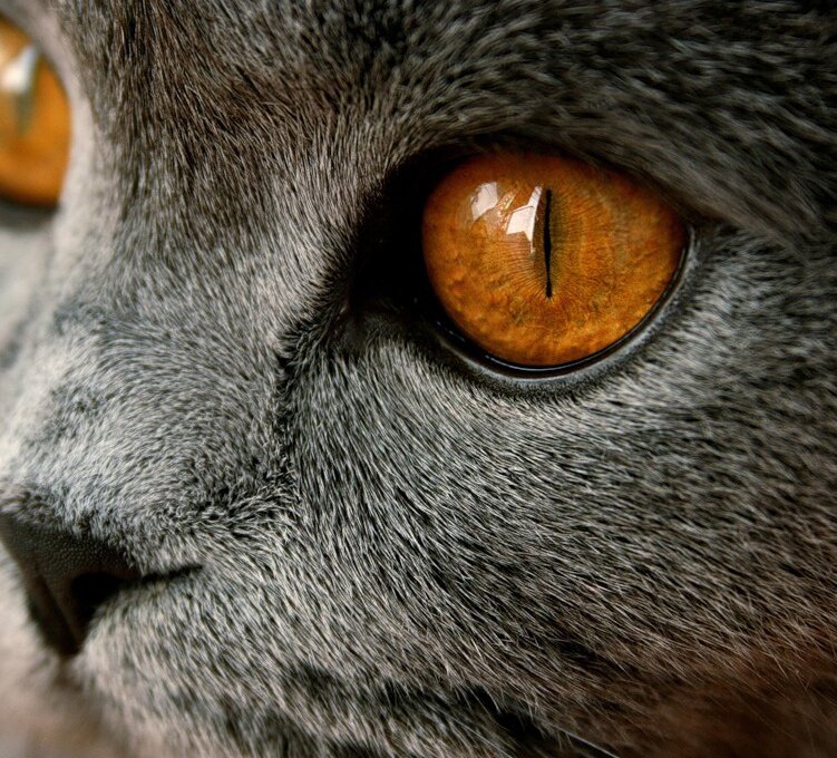 Особенности зрения кошки