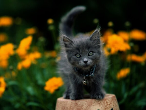  как назвать черного котенка девочку? 